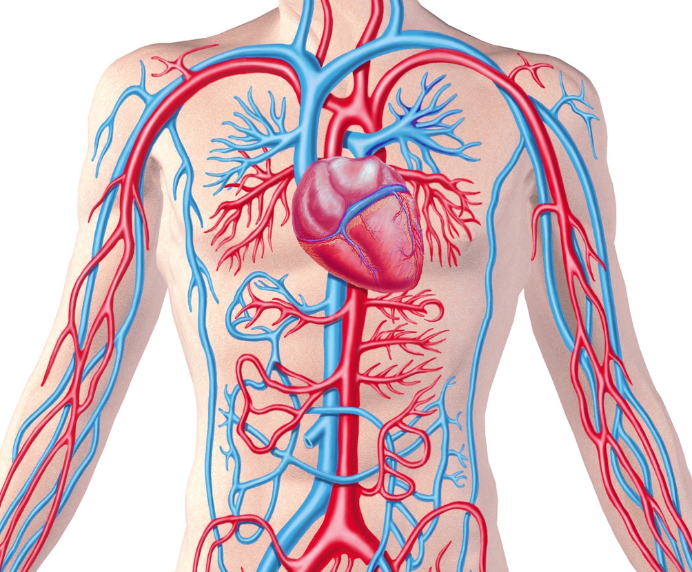 Diseases of the circulatory system 